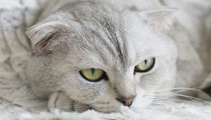 《幽谷街》意图系统详解：实现最大进度攻略